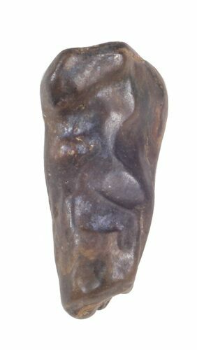 Partial Triceratops Shed Tooth - Montana #41285